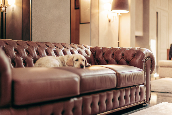 A luxurious modern living room featuring a sleek, high-quality leather sofa. A well-groomed dog rests peacefully on the sofa, while the smooth surface remains clean and fur-free. Soft lighting enhances the elegant and durable appeal of the furniture.