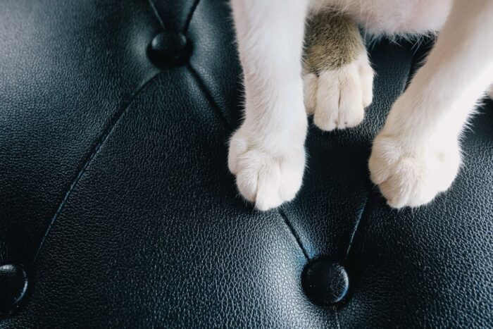 Scratch-Resistant Leather Help Pet Owners