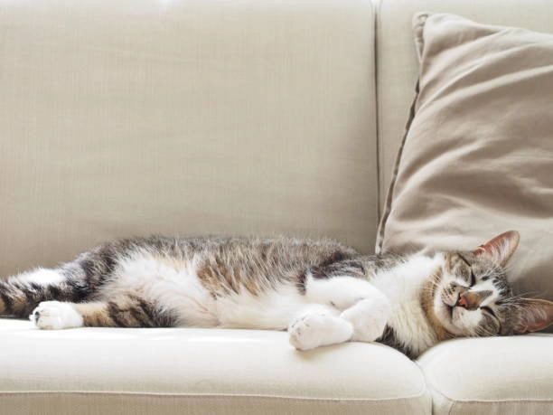 Best Sofa Fabric for Cats: A Complete Guide